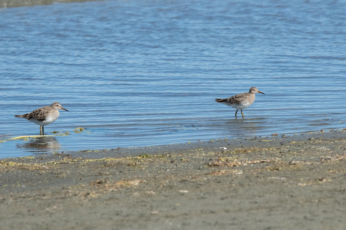 Bécasseau à poitrine cendrée - ML614200112