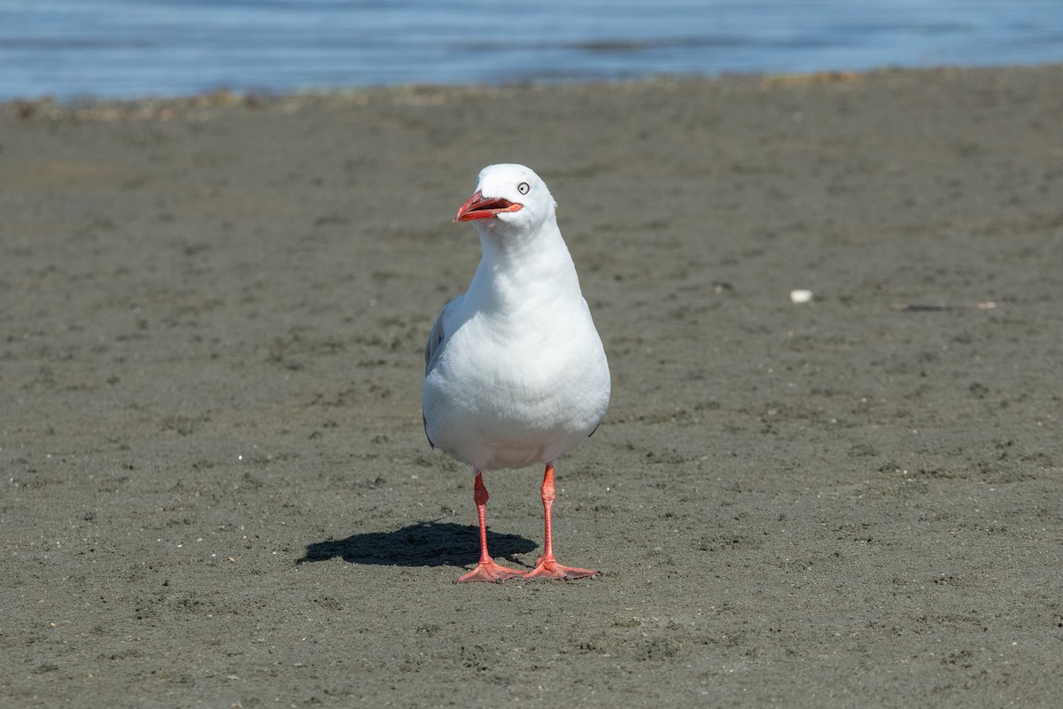 Gaviota Plateada - ML614200139