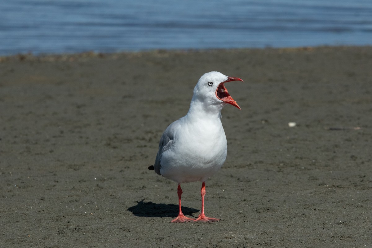 Gaviota Plateada - ML614200141