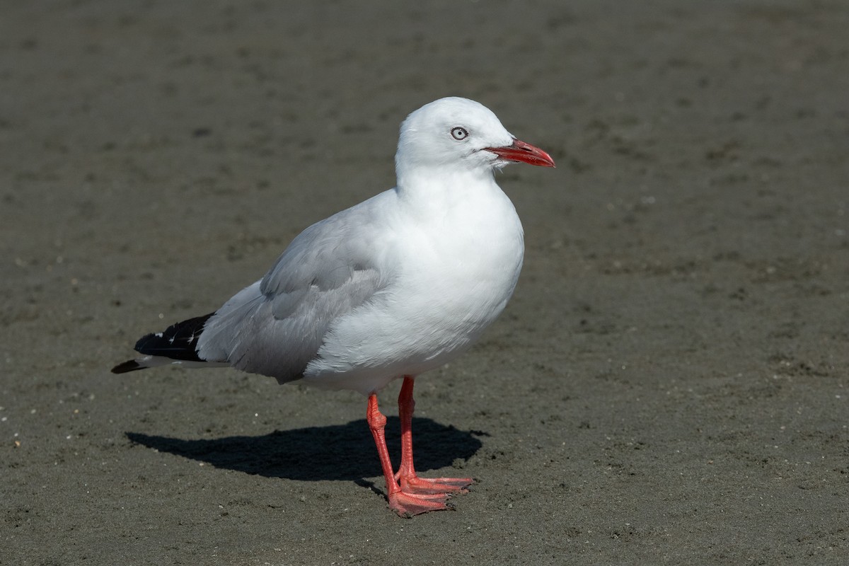 Gaviota Plateada - ML614200143