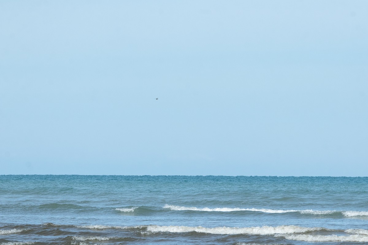 Black-fronted Tern - Cleland Wallace