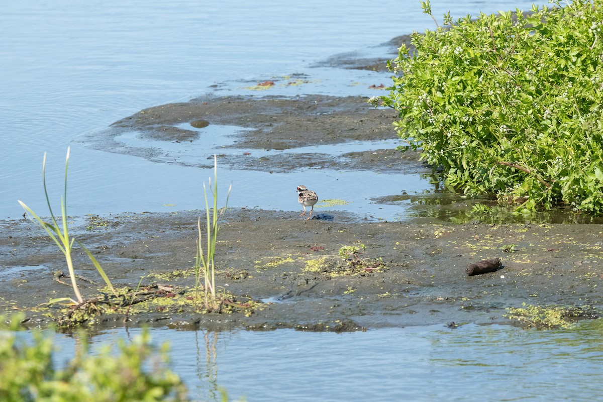 Black-fronted Dotterel - ML614200228