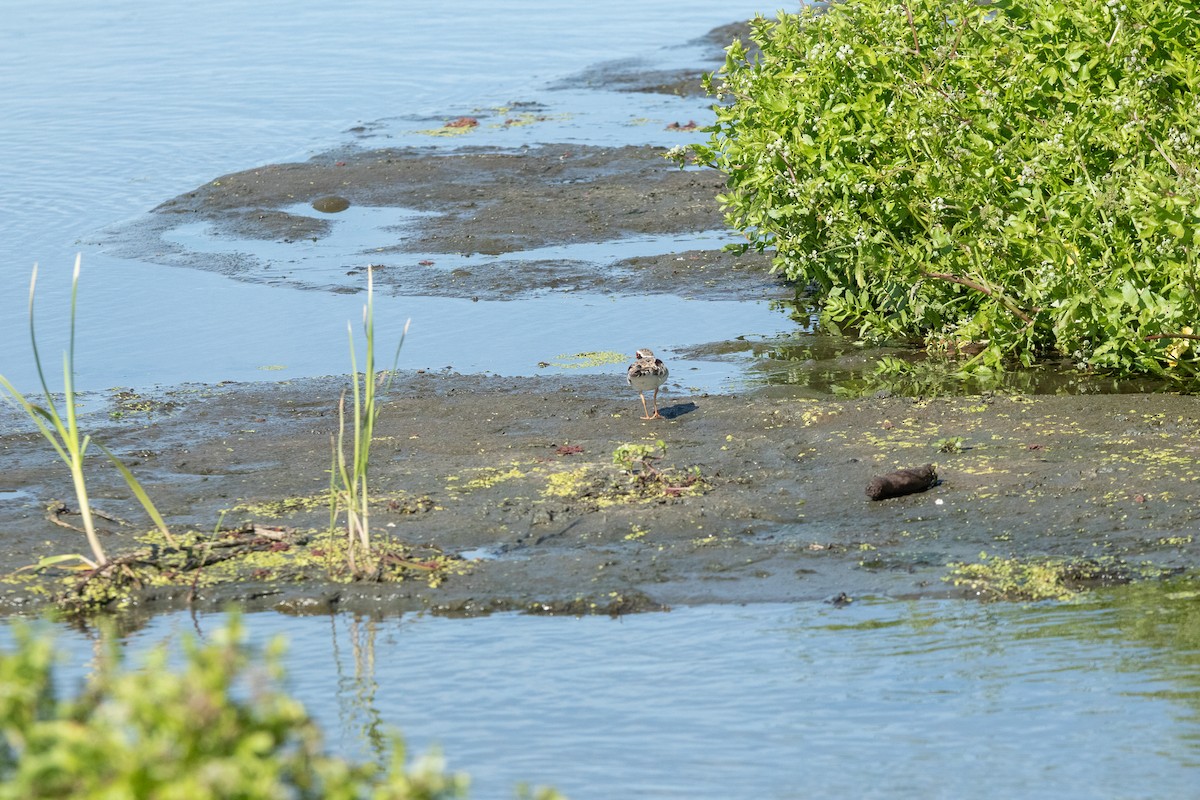 Black-fronted Dotterel - ML614200229