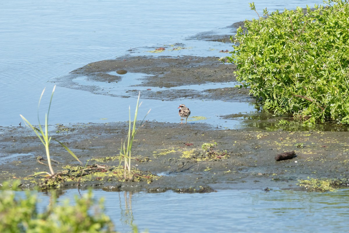 Black-fronted Dotterel - ML614200230