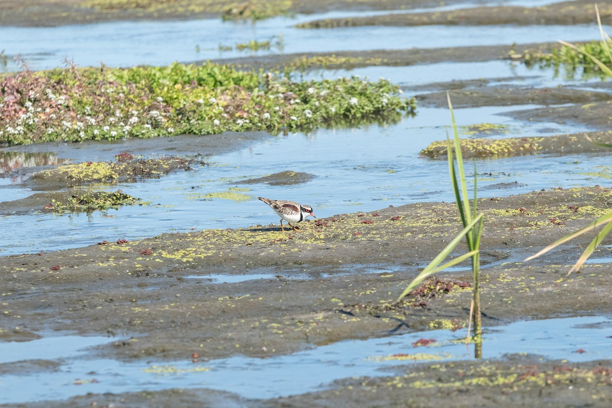 Black-fronted Dotterel - ML614200231