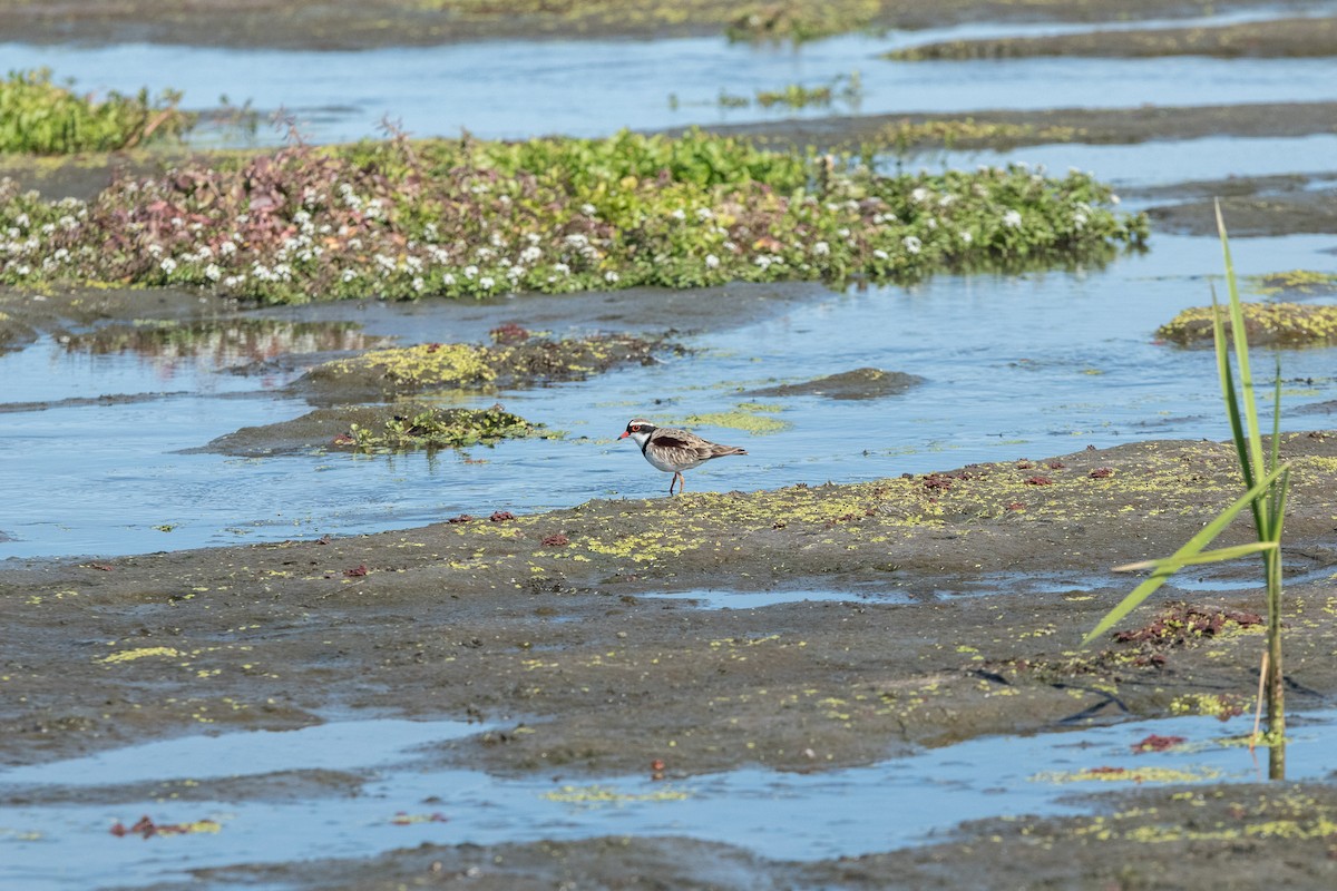 Black-fronted Dotterel - Cleland Wallace