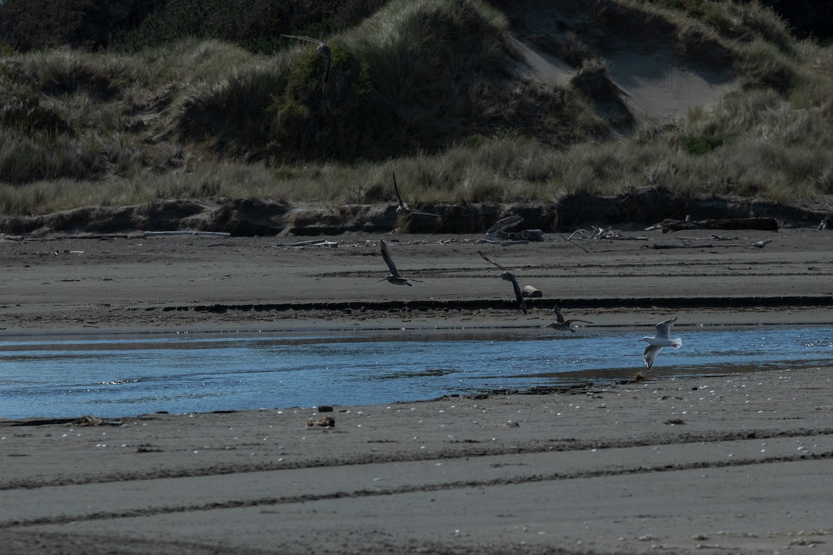 Bar-tailed Godwit - Cleland Wallace