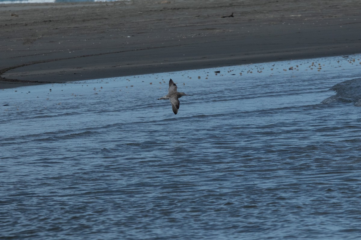Bar-tailed Godwit - ML614200242