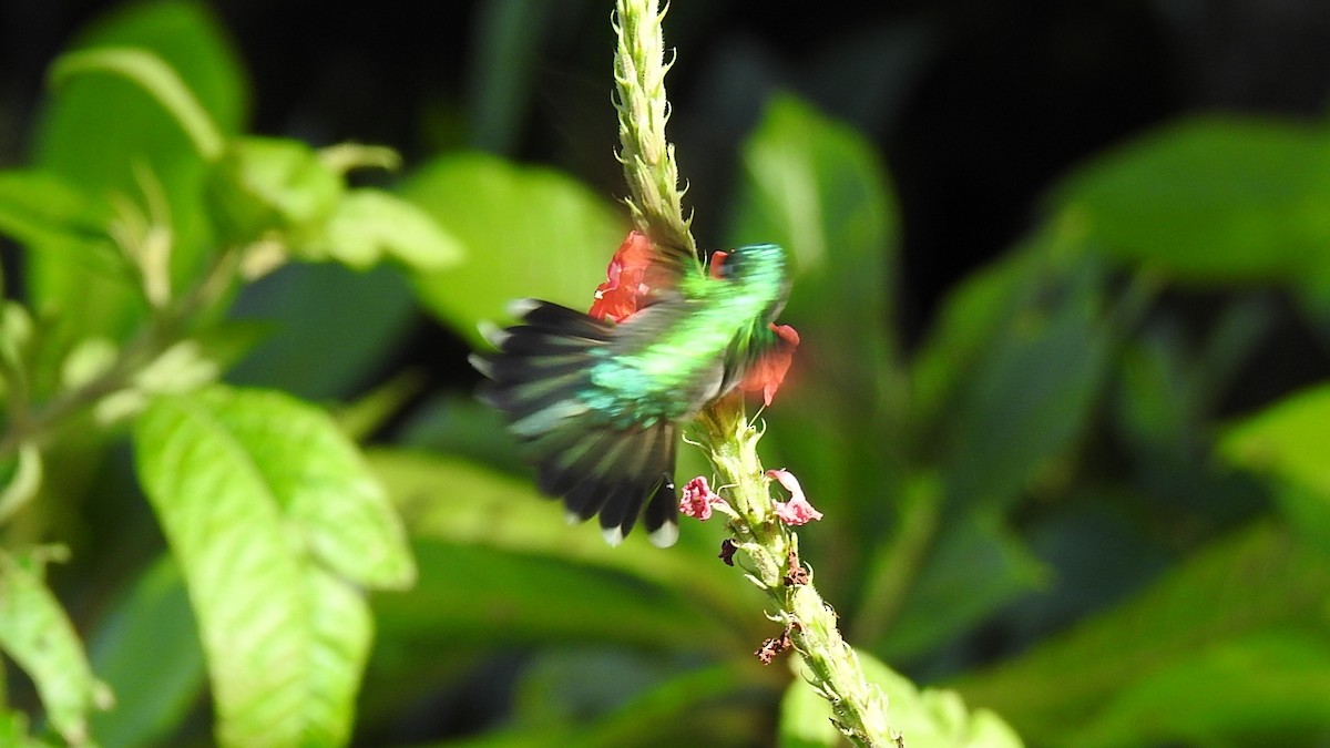 Violet-headed Hummingbird - Desmond J MacNeal