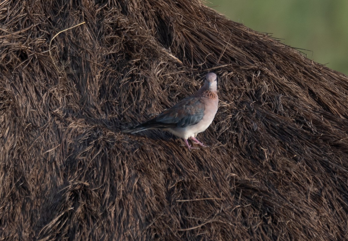 Laughing Dove - ML614200416