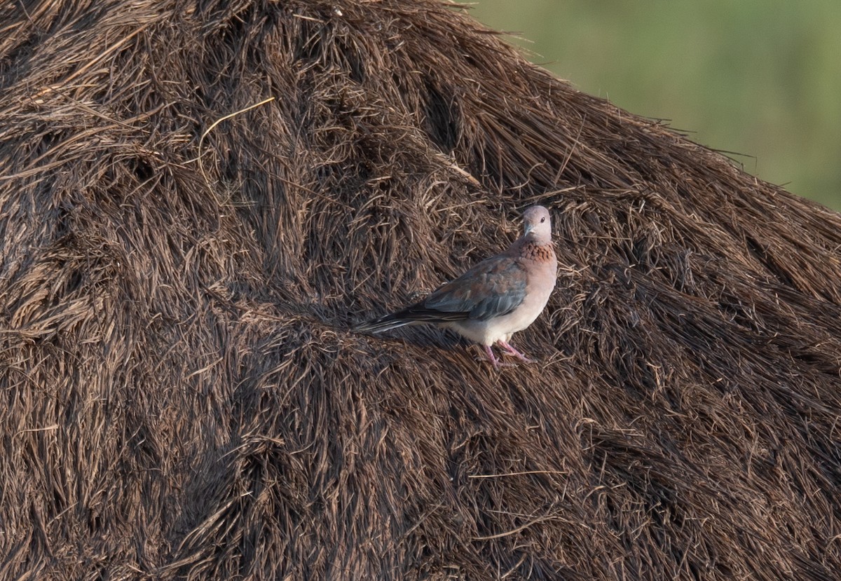 Tórtola Senegalesa - ML614200417