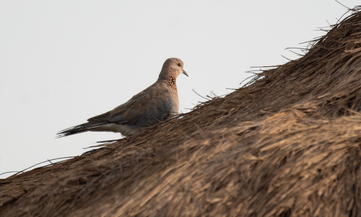 Tórtola Senegalesa - ML614200422