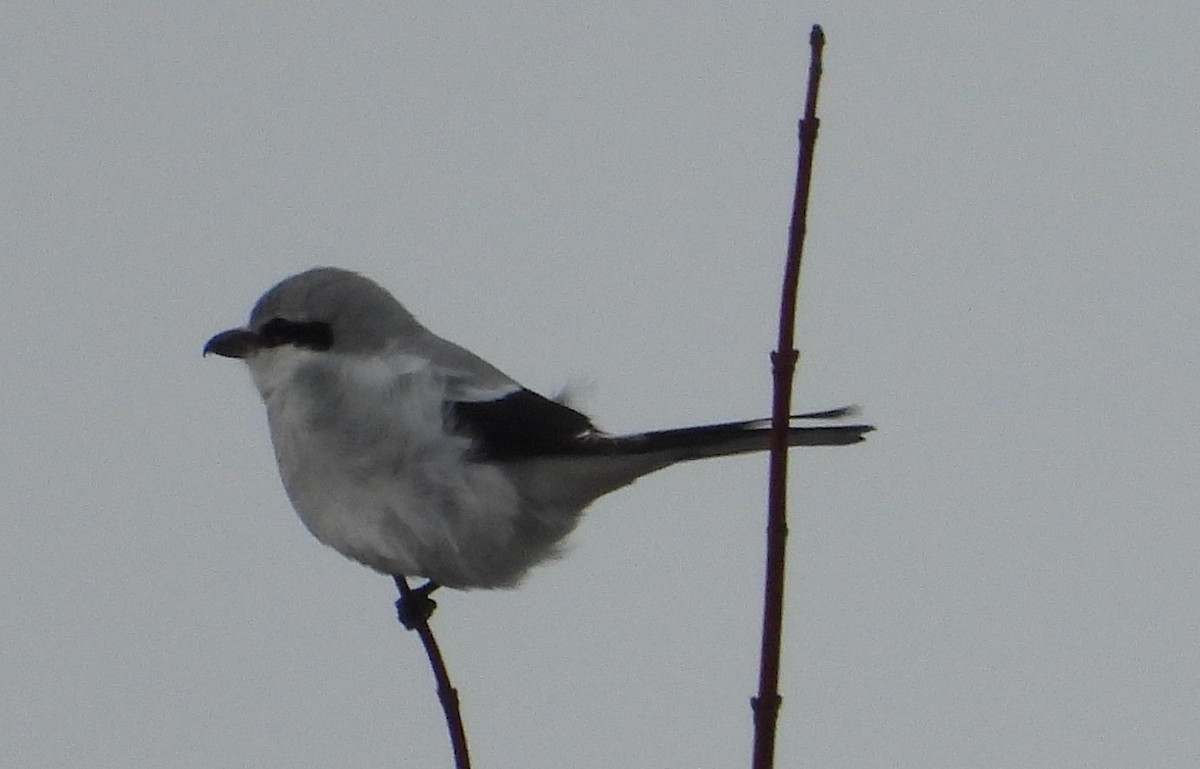 Northern Shrike - ML614200485