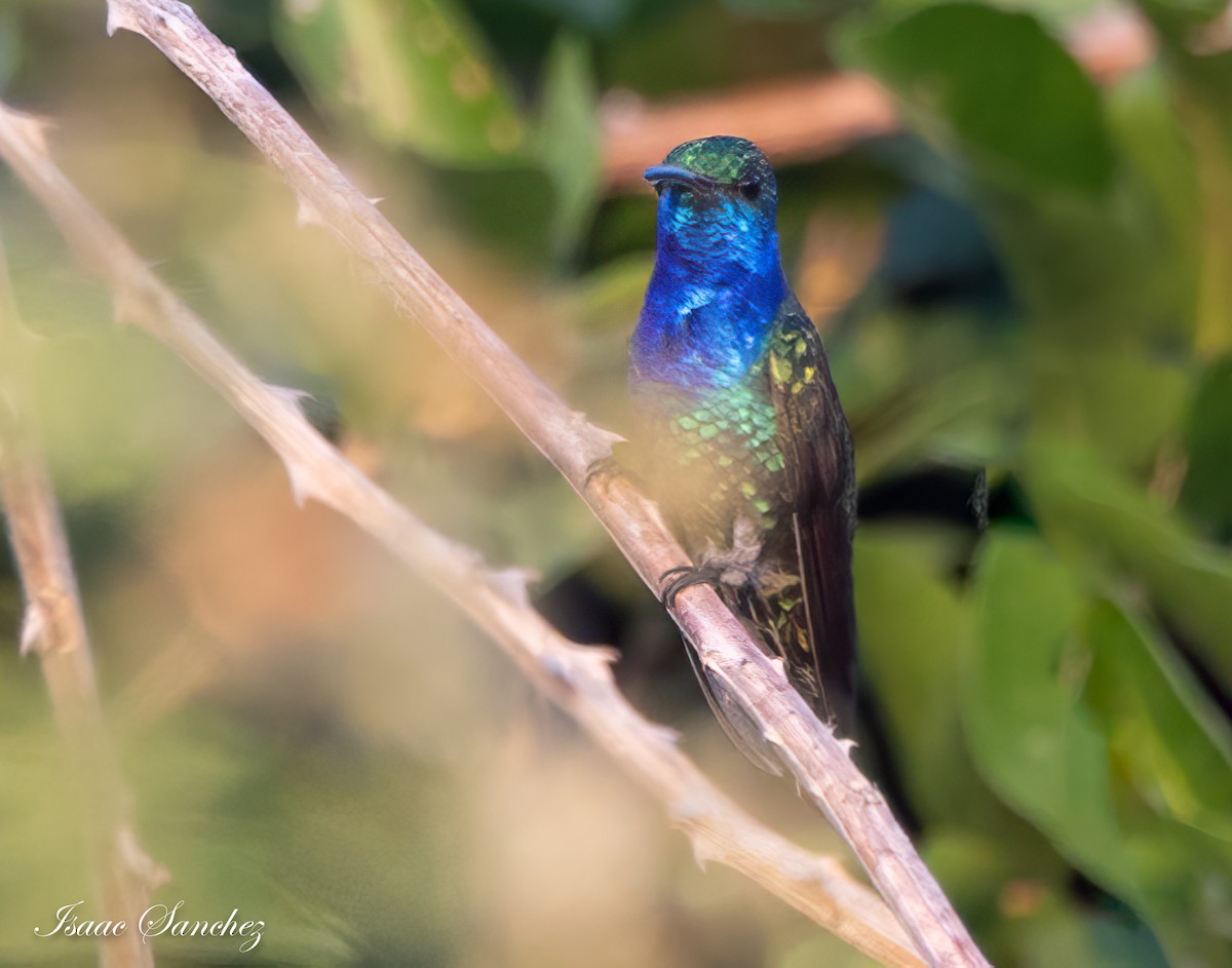 Sapphire-throated Hummingbird - Isaac Sanchez