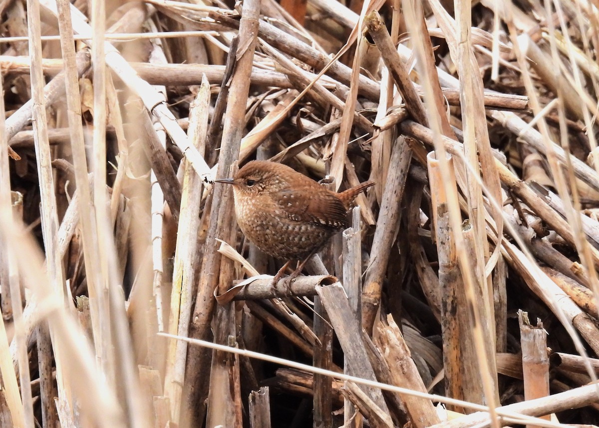 Winter Wren - ML614200922