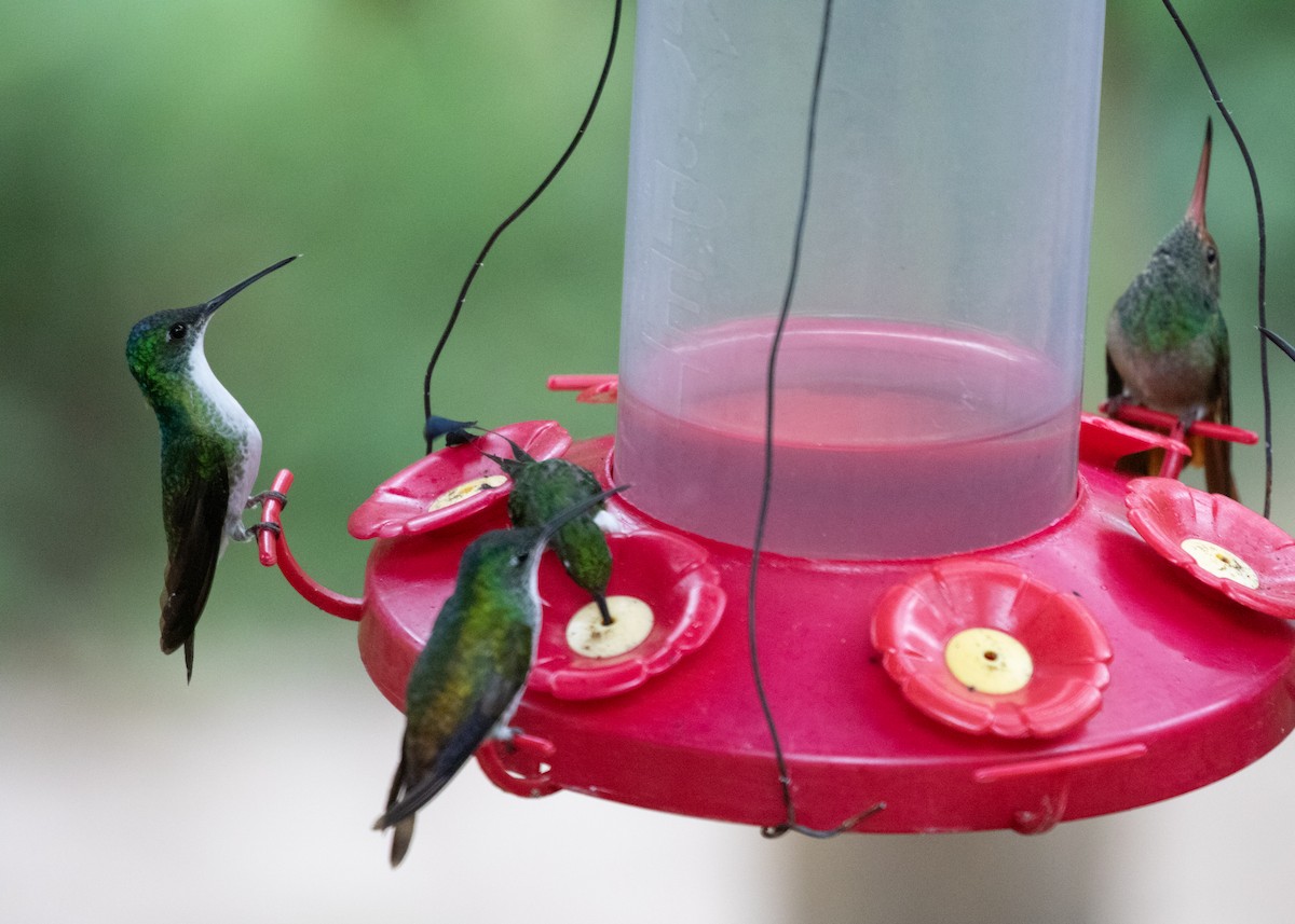 kolibřík andský - ML614200925