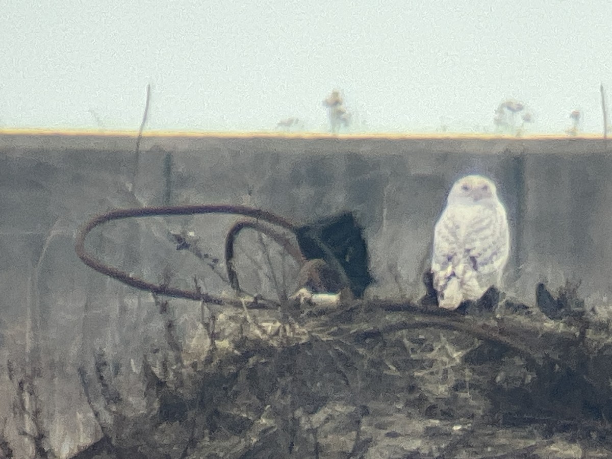 Snowy Owl - Matthew Cvetas