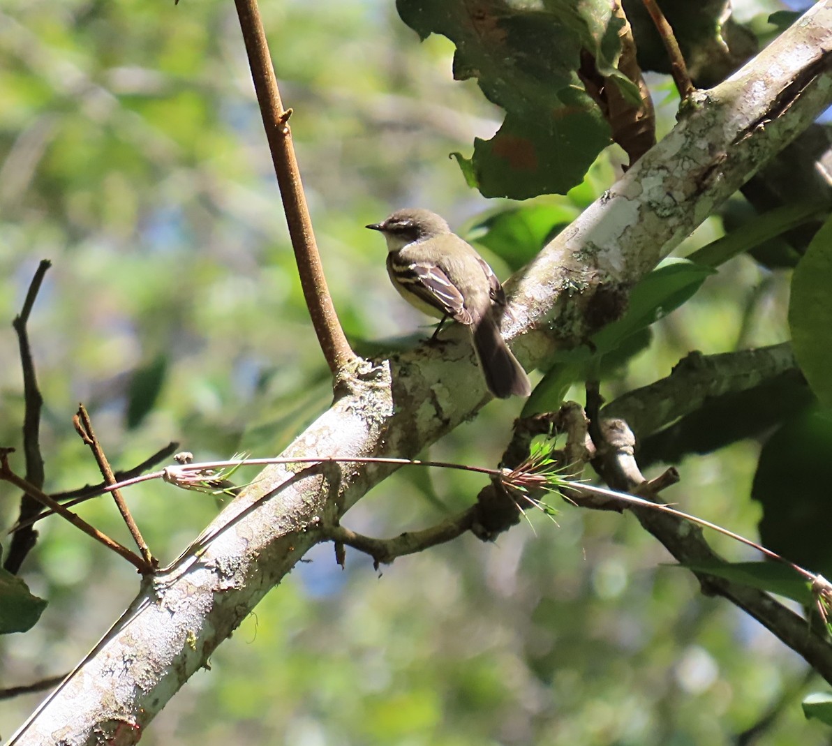 White-throated Tyrannulet - ML614201162