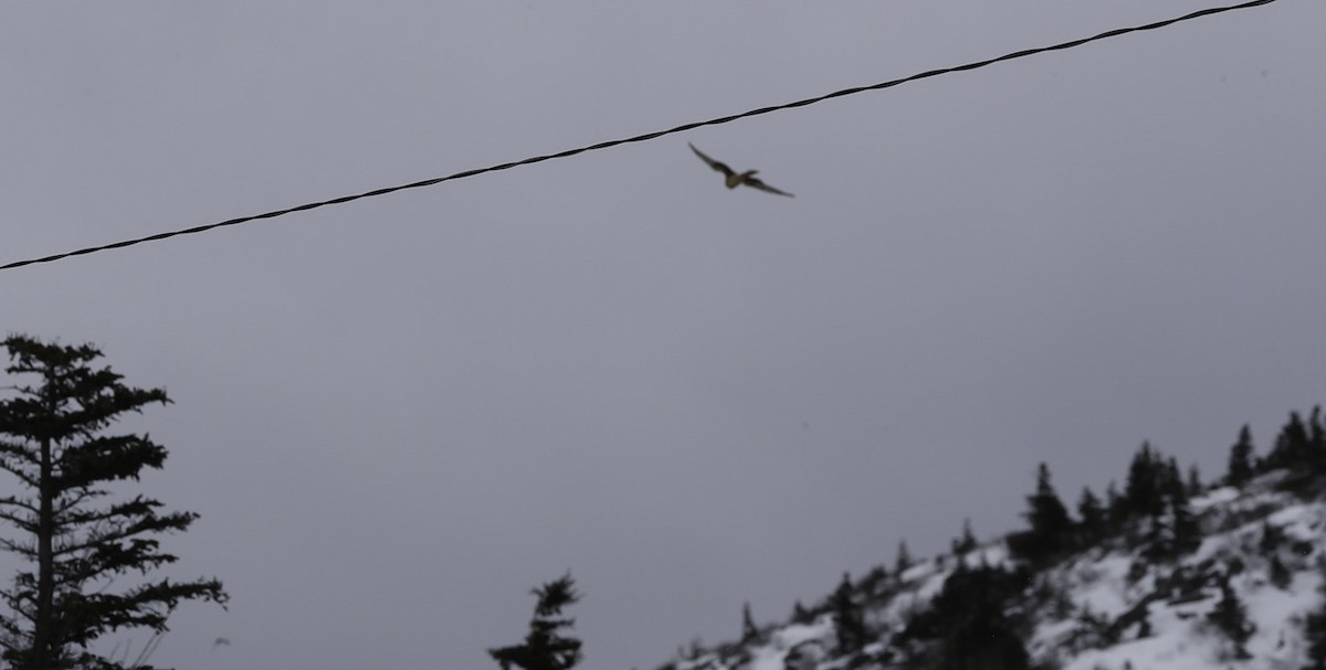 Northern Harrier - ML614201167