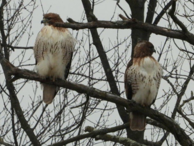 Red-tailed Hawk - ML614201277