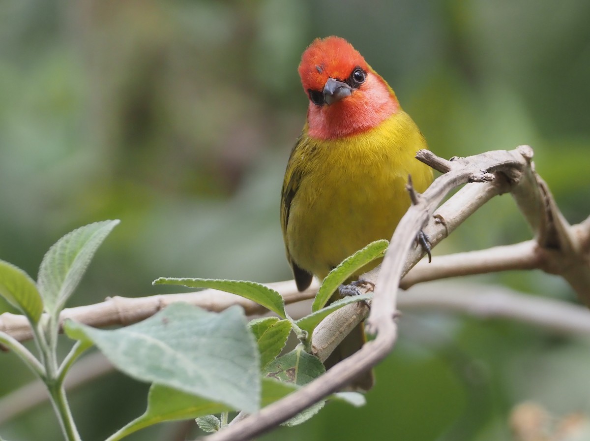 Red-headed Tanager - Stephan Lorenz