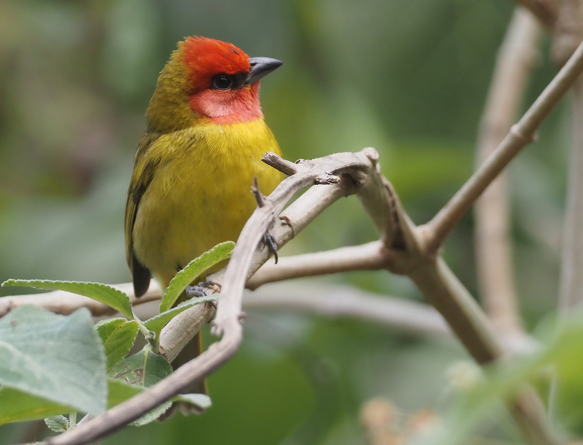 Red-headed Tanager - ML614201327