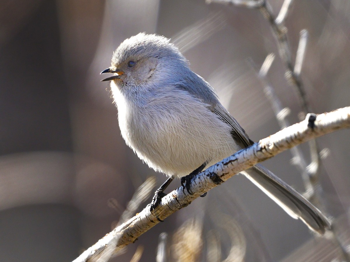 Bushtit - Pat McGrane