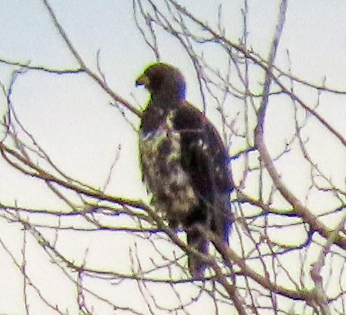 Bald Eagle - ML614201355