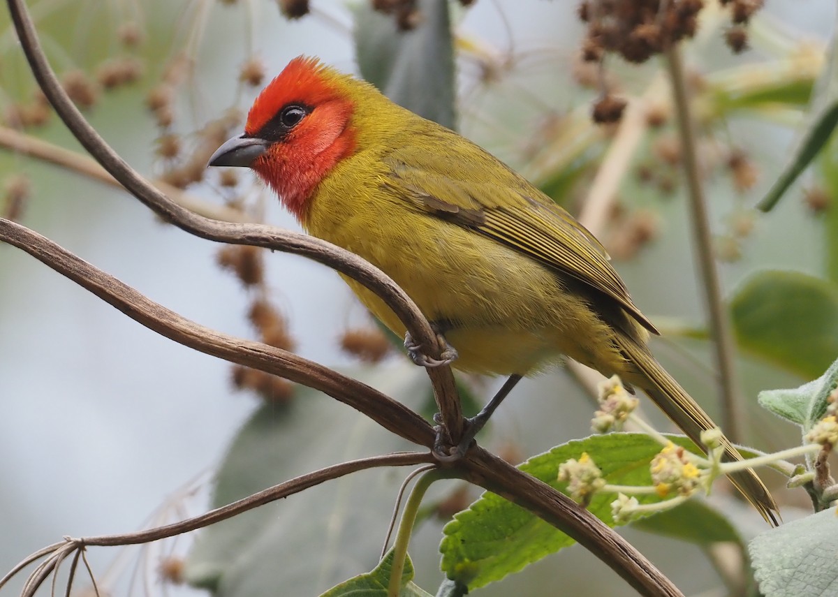 Red-headed Tanager - Stephan Lorenz
