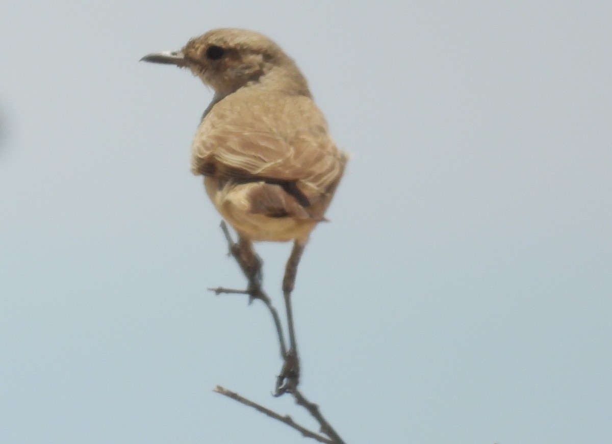 Papamoscas Tarabilla - ML614201376