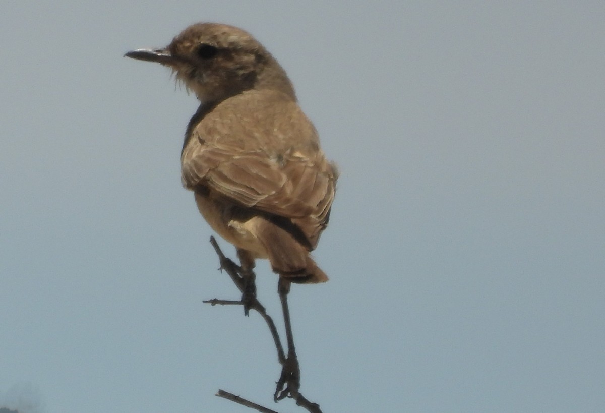 Chat Flycatcher - ML614201384