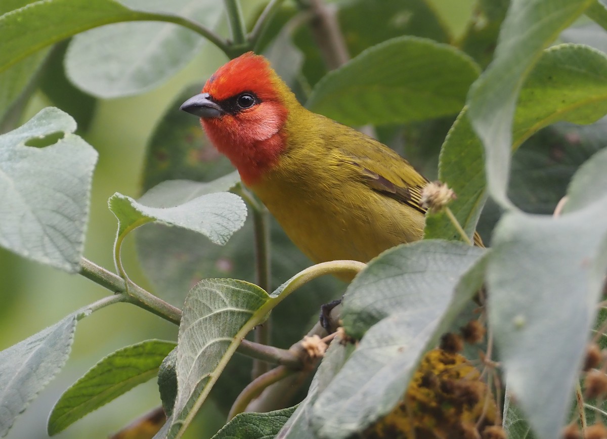 Red-headed Tanager - Stephan Lorenz