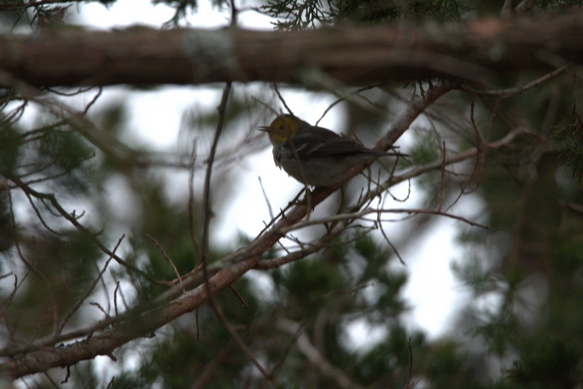 Hermit Warbler - ML614201431