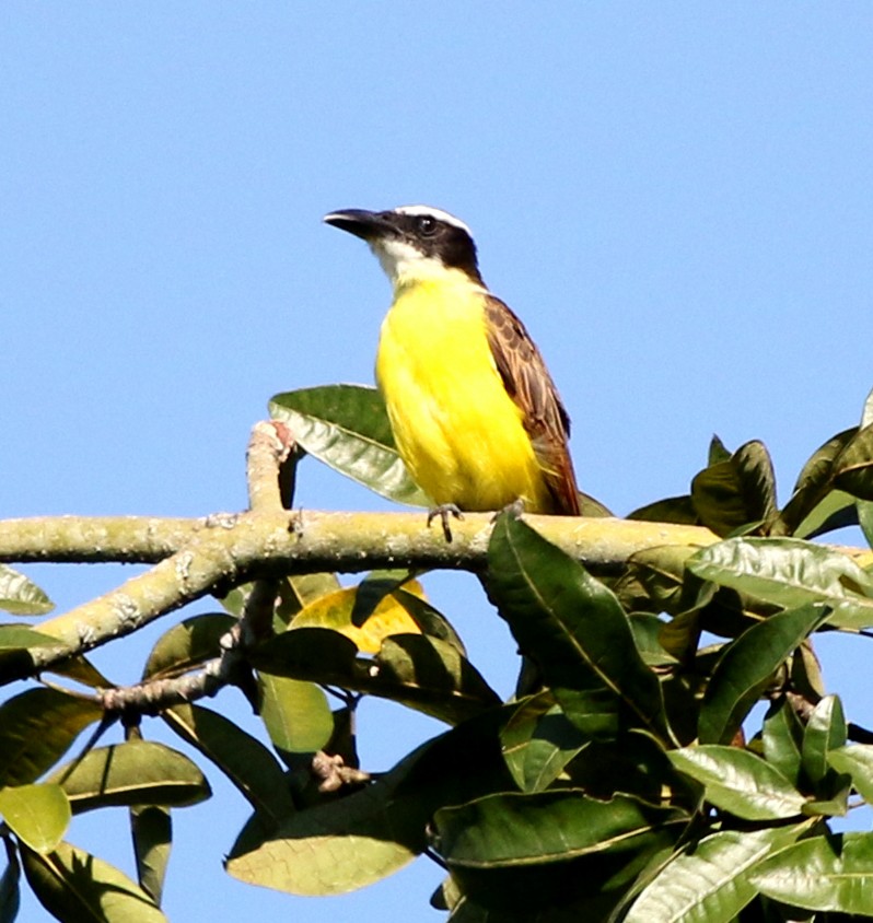 Boat-billed Flycatcher - ML614201454