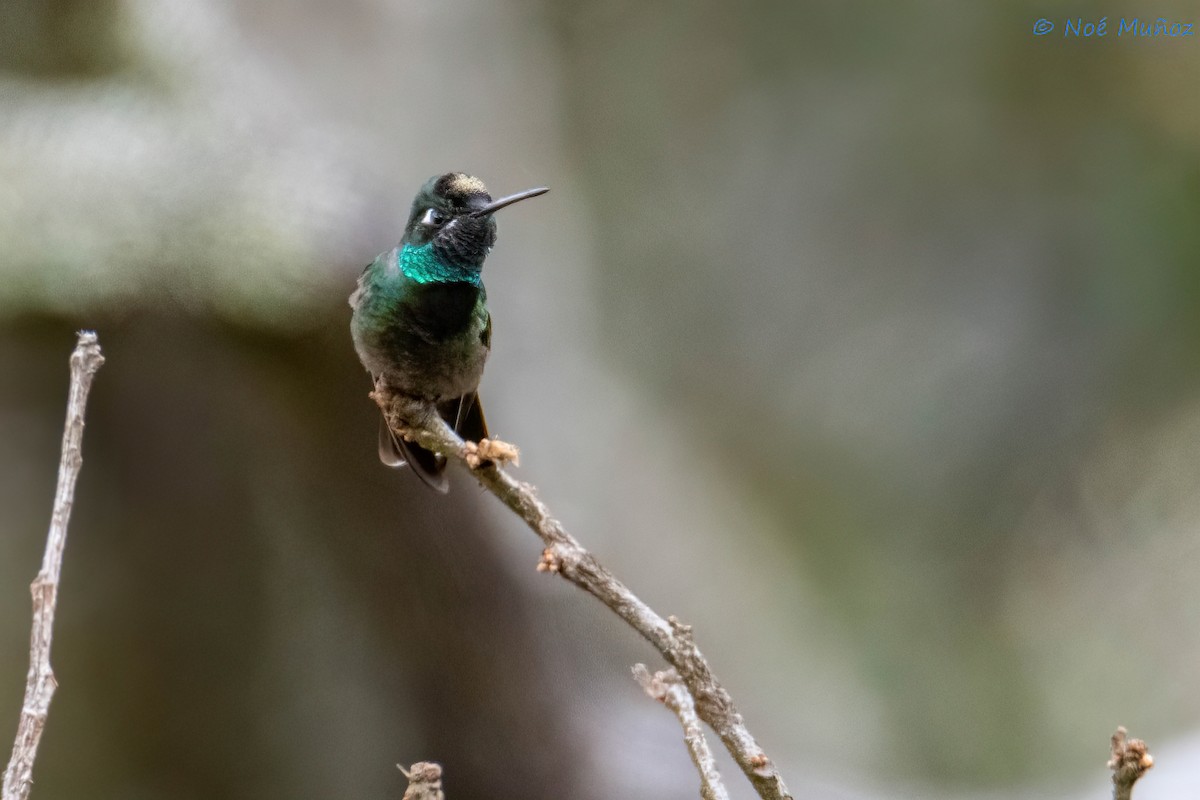 Rivoli's Hummingbird - Noé Muñoz-Padilla