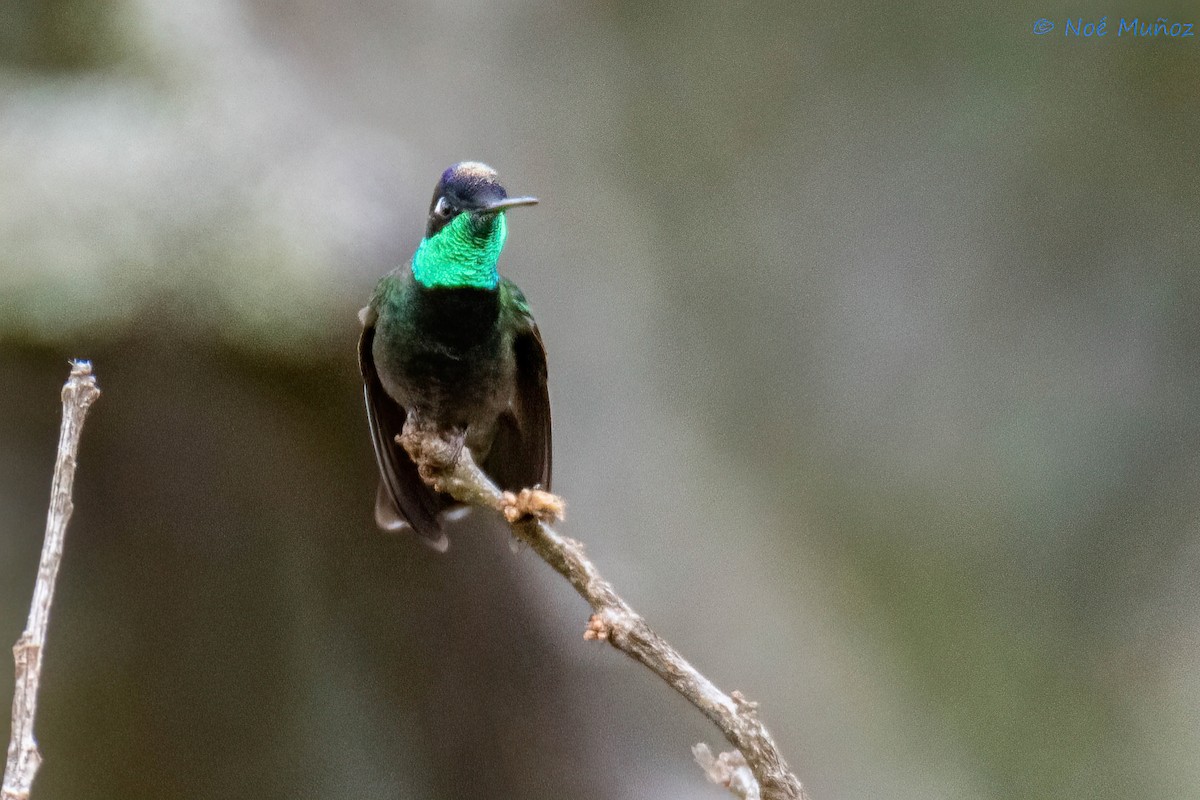 Rivoli's Hummingbird - ML614201520