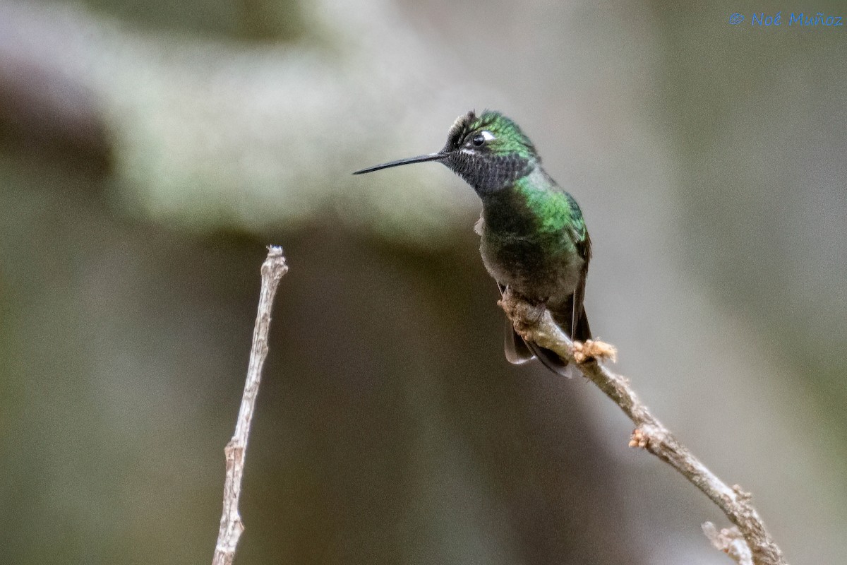 Rivoli's Hummingbird - Noé Muñoz-Padilla