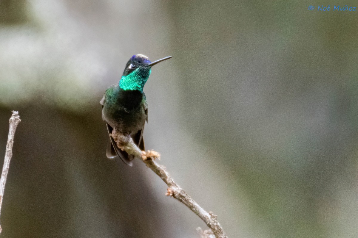 Rivoli's Hummingbird - ML614201525