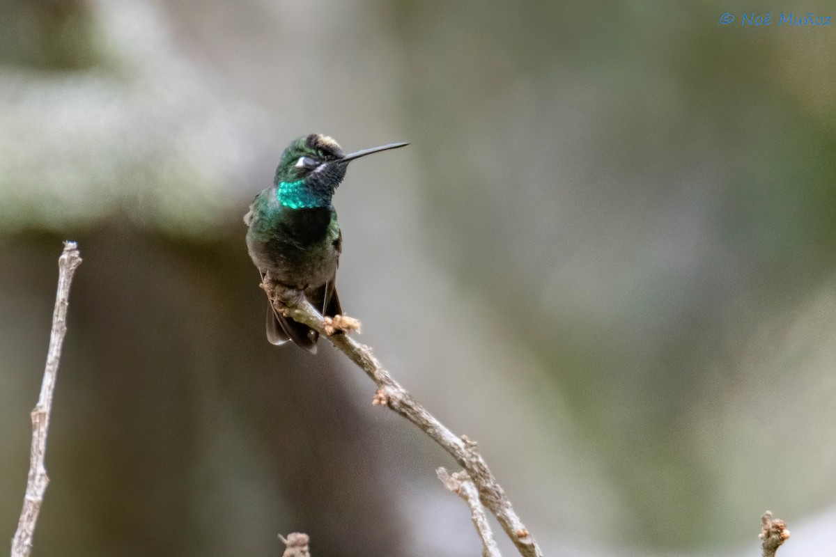 Colibrí Magnífico - ML614201526