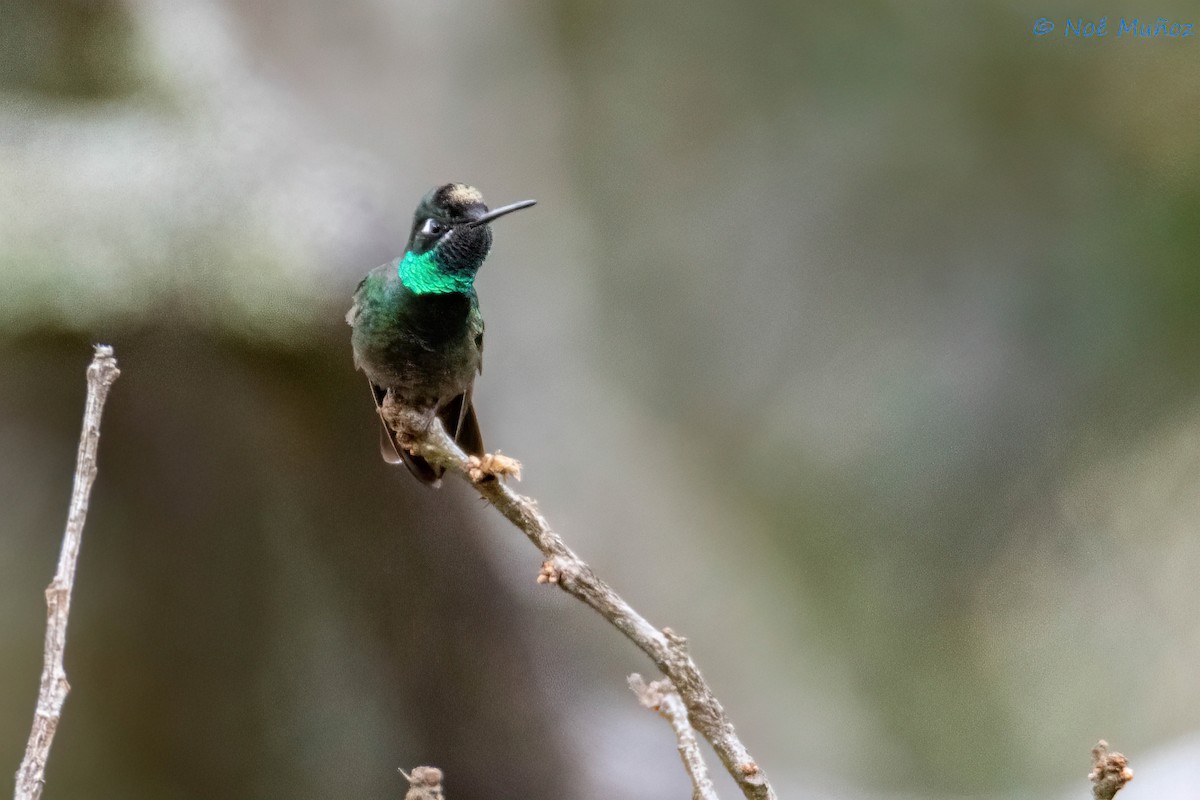 Rivoli's Hummingbird - Noé Muñoz-Padilla