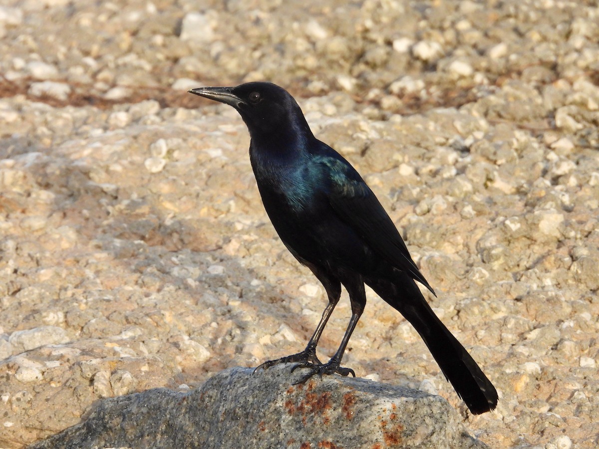 Boat-tailed Grackle - ML614201528