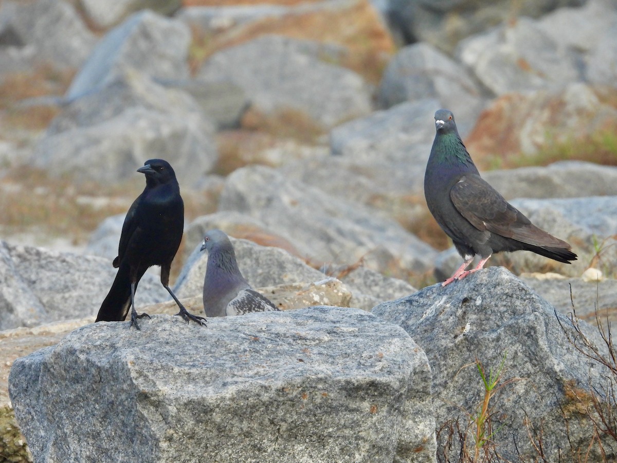 Boat-tailed Grackle - ML614201529
