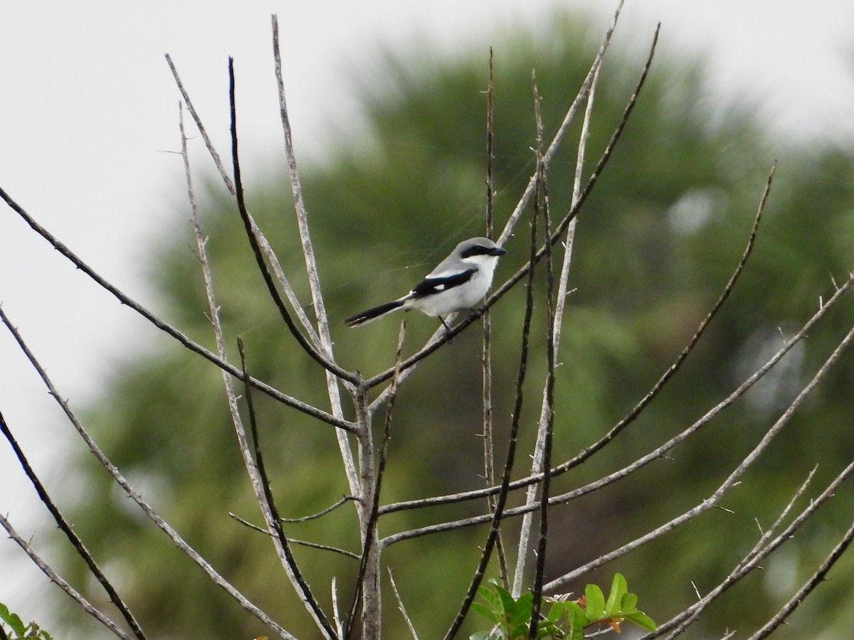 Loggerhead Shrike - ML614201602