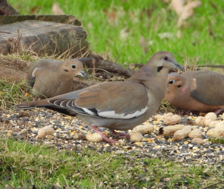 White-winged Dove - ML614201624