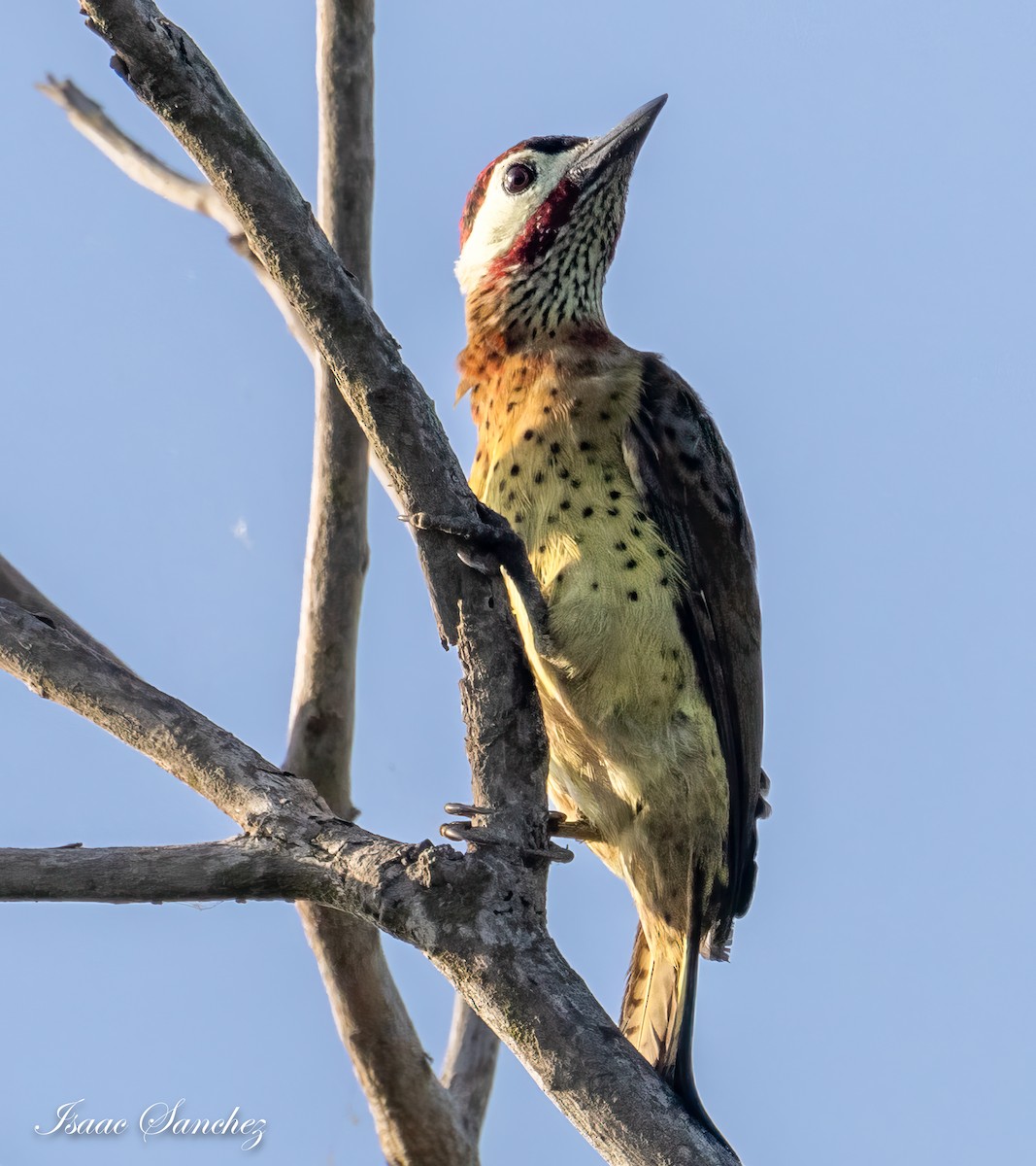 Spot-breasted Woodpecker - Isaac Sanchez