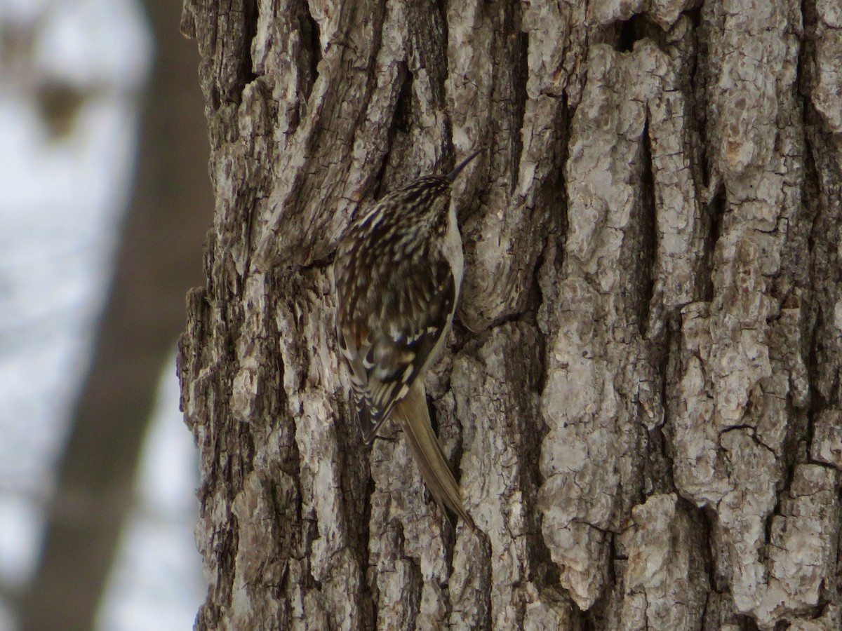 Brown Creeper - ML614201728