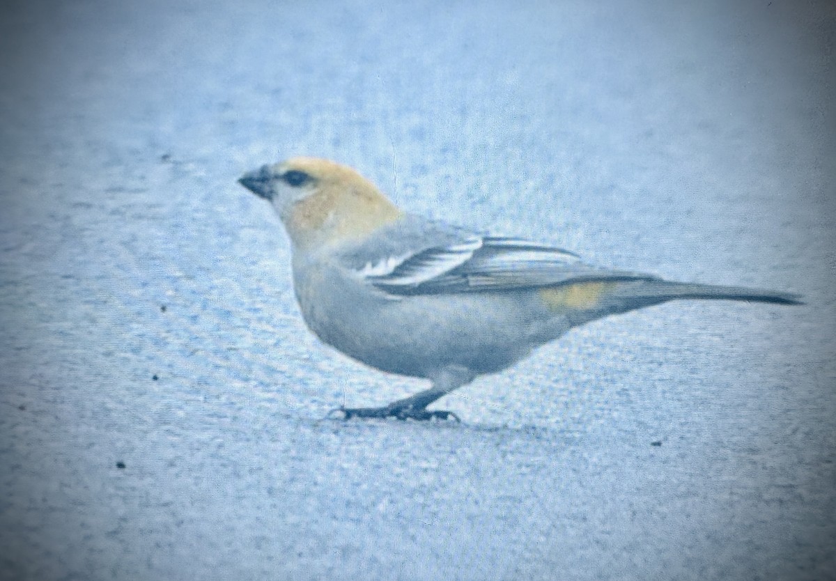 Pine Grosbeak - ML614201732