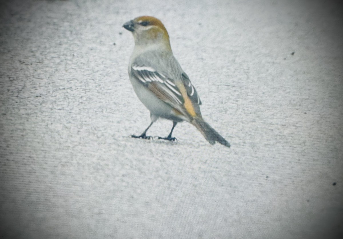 Pine Grosbeak - ML614201733