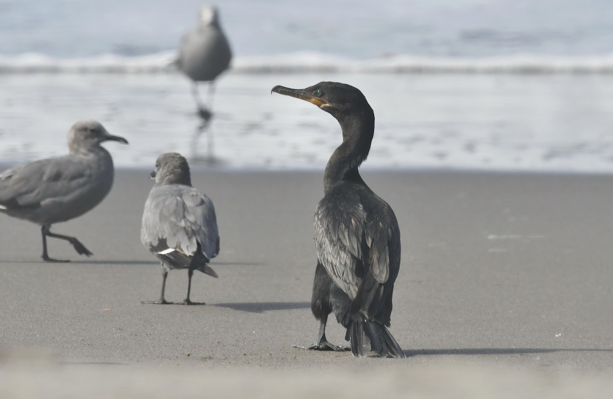 Neotropic Cormorant - ML614201780