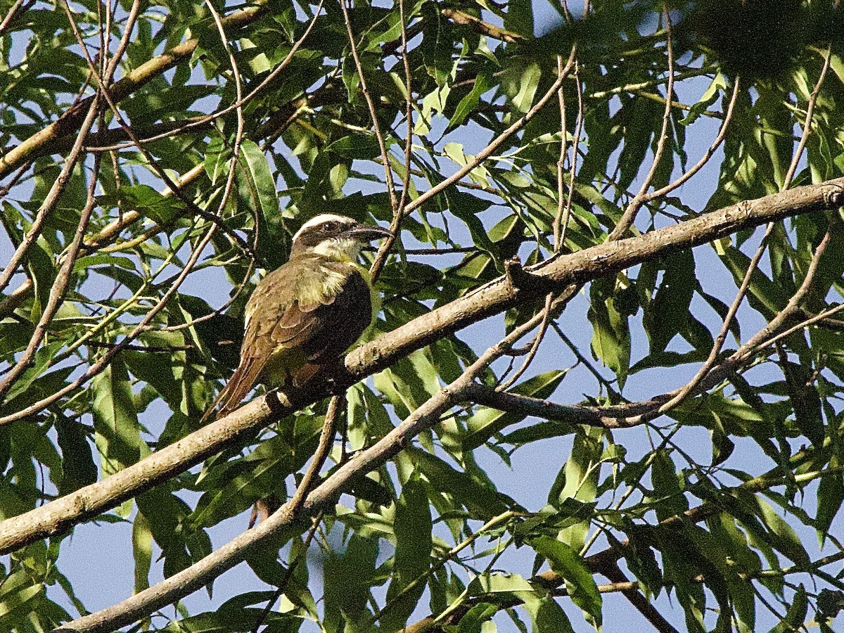 Boat-billed Flycatcher - Craig Rasmussen